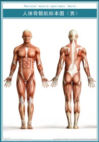 骨骼肌