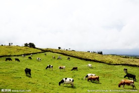 草原上觅食的牛羊
