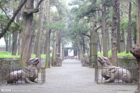 古树  古柏  柏树