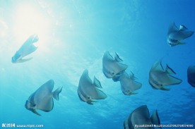 鱼群