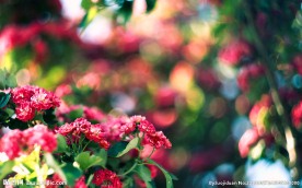 蔷薇花