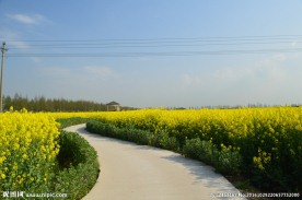 油菜花田