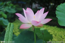 莲花