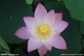 莲花