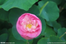 莲花