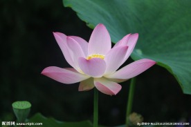 莲花
