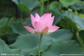 莲花