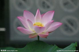 莲花