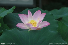 莲花