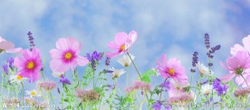美丽的格桑花