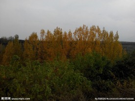 胡杨林风景