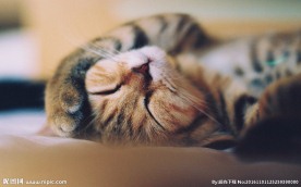 小猫咪