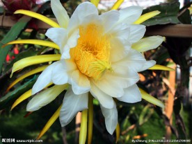 昙花