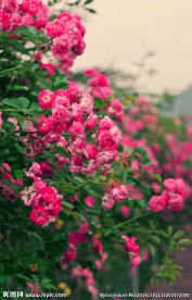 蔷薇花
