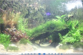 水草