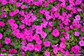花丛