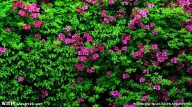 绿植墙 绿植背景