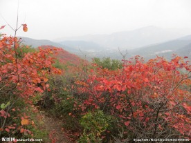 少室山红叶