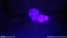梦幻水母
