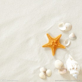 海星贝壳