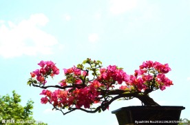 三角梅盆景