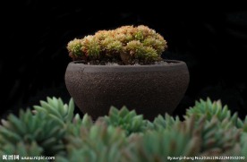 多肉植物摄影