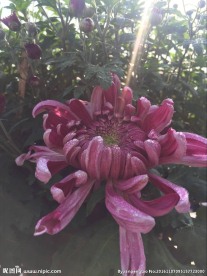 菊花开