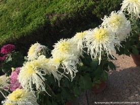菊花开