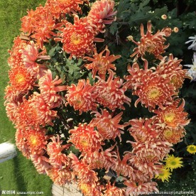 菊花开