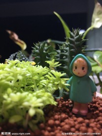 微景观绿植