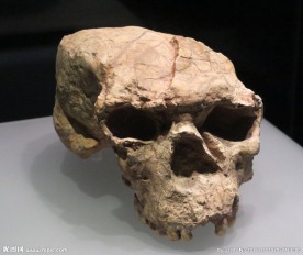 郧县人头骨化石