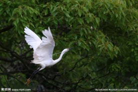 树上的白鹭