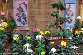 惠山金秋菊会