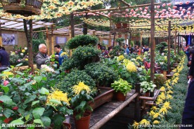 惠山金秋菊会