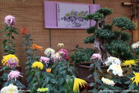 惠山金秋菊会