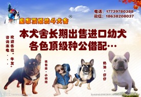 犬舍 宠物海报 展板