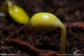 豆芽 芽苗