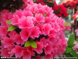杜鹃花