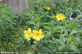 黄蝉花