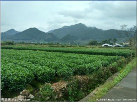 茶叶田