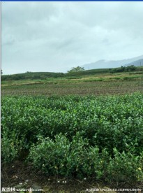 茶叶田