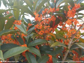 桂花