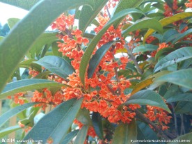 桂花