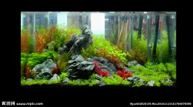 水族造景