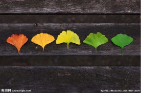 银杏树叶的变化