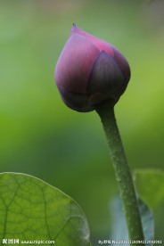 莲花蕾