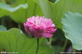 千层瓣荷花01