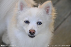 白色博美犬可爱图片