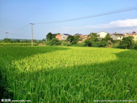 乡村水稻