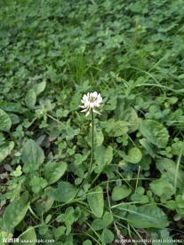 三瓣花